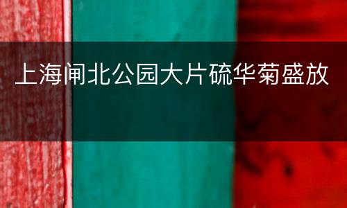 上海闸北公园大片硫华菊盛放