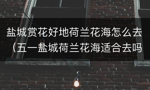 盐城赏花好地荷兰花海怎么去（五一盐城荷兰花海适合去吗）