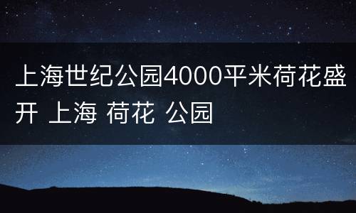 上海世纪公园4000平米荷花盛开 上海 荷花 公园