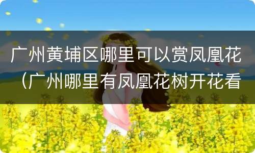广州黄埔区哪里可以赏凤凰花（广州哪里有凤凰花树开花看）