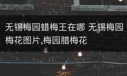 无锡梅园蜡梅王在哪 无锡梅园梅花图片,梅园腊梅花