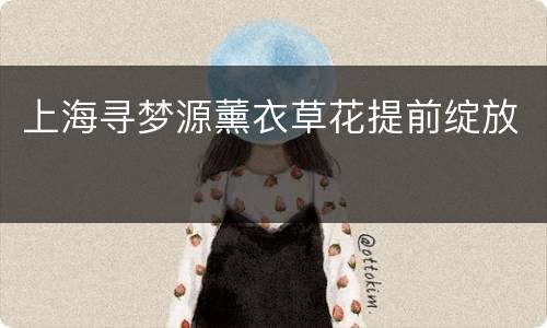 上海寻梦源薰衣草花提前绽放