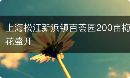 上海松江新浜镇百荟园200亩梅花盛开