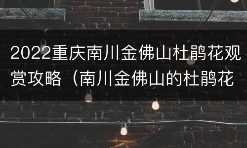 2022重庆南川金佛山杜鹃花观赏攻略（南川金佛山的杜鹃花开了吗）