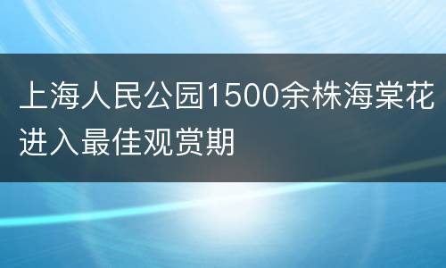 上海人民公园1500余株海棠花进入最佳观赏期