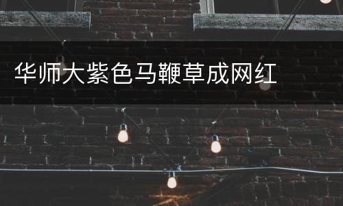 华师大紫色马鞭草成网红