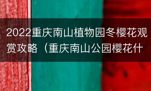 2022重庆南山植物园冬樱花观赏攻略（重庆南山公园樱花什么时候开）