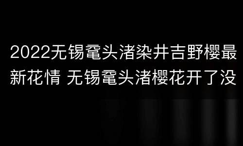 2022无锡鼋头渚染井吉野樱最新花情 无锡鼋头渚樱花开了没有