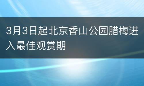 3月3日起北京香山公园腊梅进入最佳观赏期