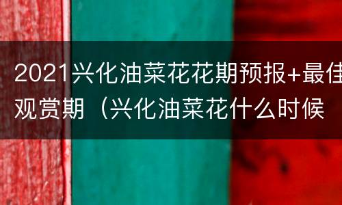 2021兴化油菜花花期预报+最佳观赏期（兴化油菜花什么时候开放）