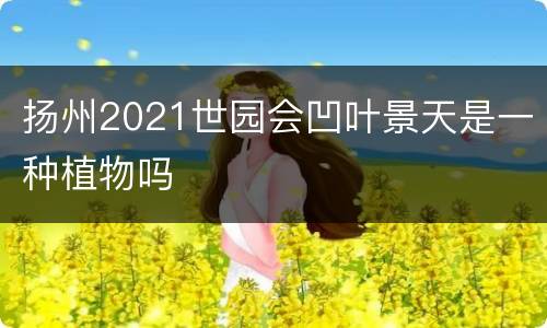 扬州2021世园会凹叶景天是一种植物吗
