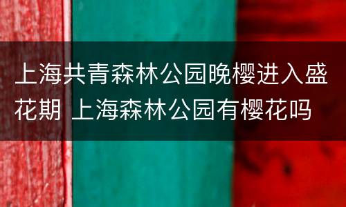 上海共青森林公园晚樱进入盛花期 上海森林公园有樱花吗