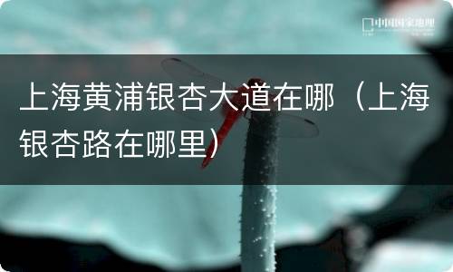 上海黄浦银杏大道在哪（上海银杏路在哪里）