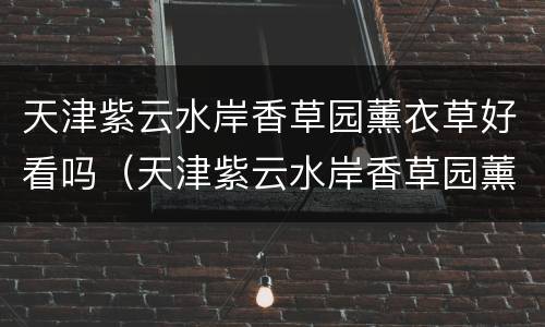 天津紫云水岸香草园薰衣草好看吗（天津紫云水岸香草园薰衣草好看吗图片）