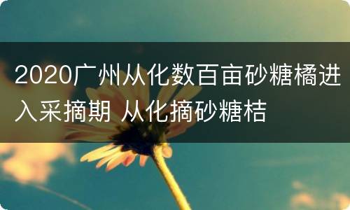 2020广州从化数百亩砂糖橘进入采摘期 从化摘砂糖桔