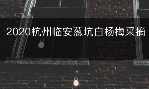 2020杭州临安葱坑白杨梅采摘