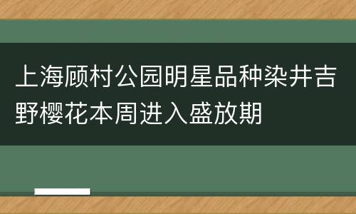 上海顾村公园明星品种染井吉野樱花本周进入盛放期