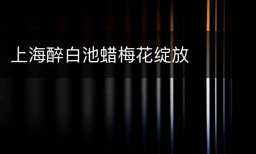 上海醉白池蜡梅花绽放