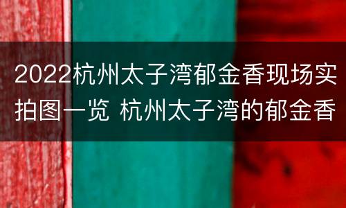 2022杭州太子湾郁金香现场实拍图一览 杭州太子湾的郁金香开了吗