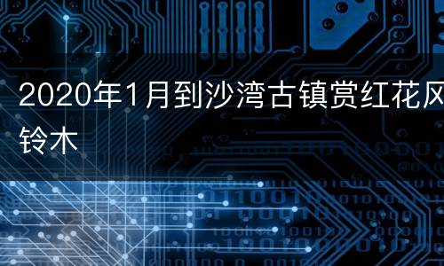 2020年1月到沙湾古镇赏红花风铃木