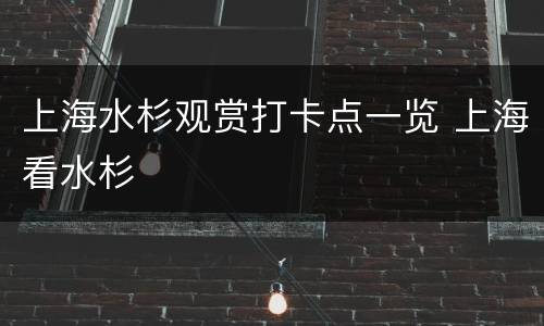 上海水杉观赏打卡点一览 上海看水杉