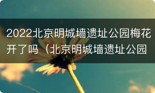 2022北京明城墙遗址公园梅花开了吗（北京明城墙遗址公园的梅花开了吗）