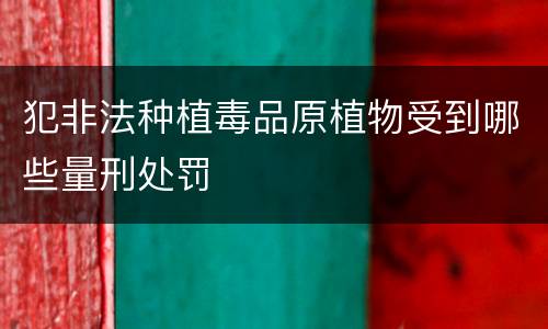 犯非法种植毒品原植物受到哪些量刑处罚