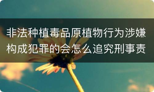 非法种植毒品原植物行为涉嫌构成犯罪的会怎么追究刑事责任