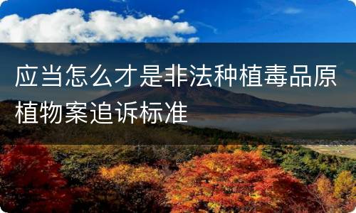 应当怎么才是非法种植毒品原植物案追诉标准