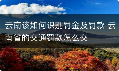 云南该如何识别罚金及罚款 云南省的交通罚款怎么交